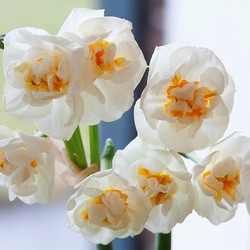 Narcissus 'Bridal Crown', Daffodil 'Bridal Crown', fragrant daffodils, fragrant narcissi